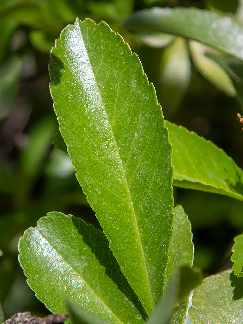 Image of genus Pyracantha specimen.