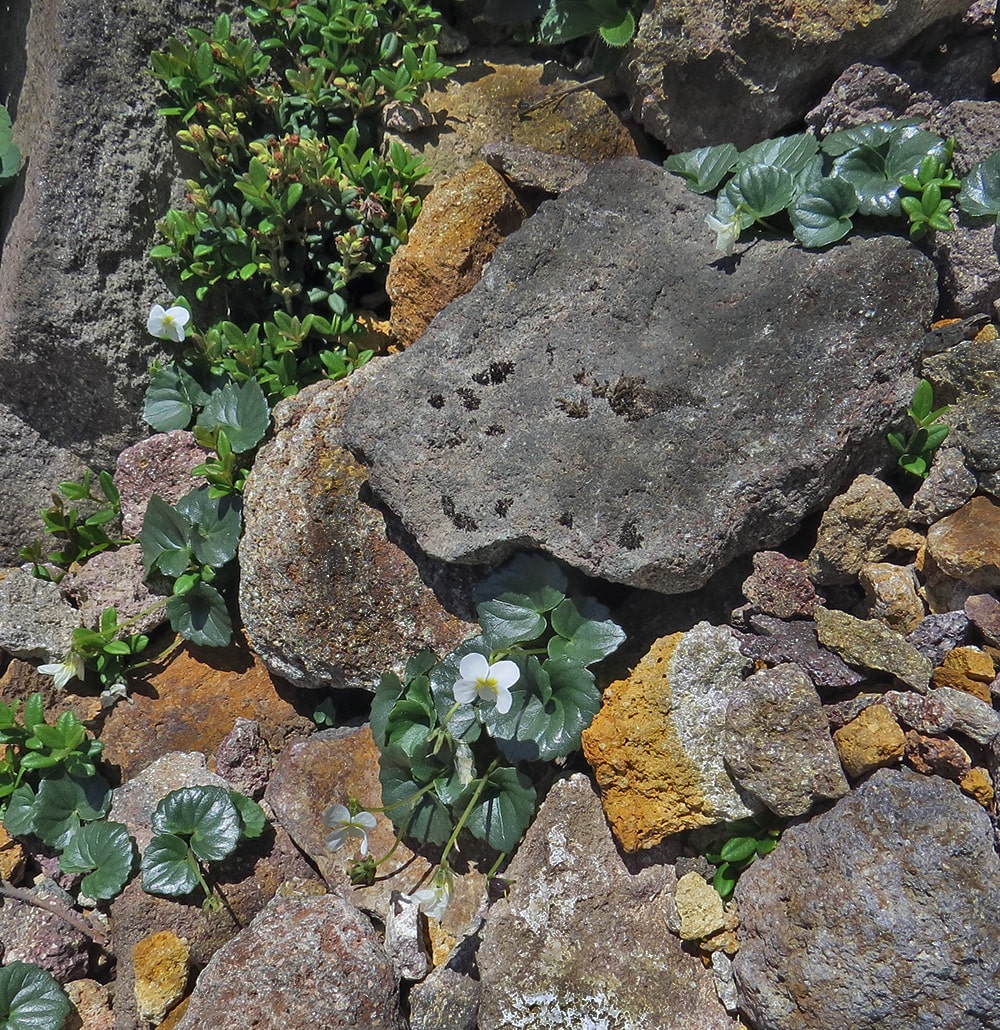 Image of Viola kitamiana specimen.