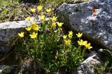 Saxifraga hirculus. Цветущие растения. Казахстан, Заилийский Алатау в окр. г. Алматы, Большое Алматинское ущ., р-н Космостанции, ≈3500 м н.у.м., задернованные моренные отложения. 27 июля 2024 г.