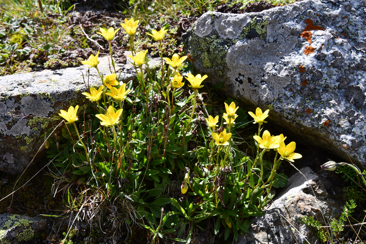 Изображение особи Saxifraga hirculus.