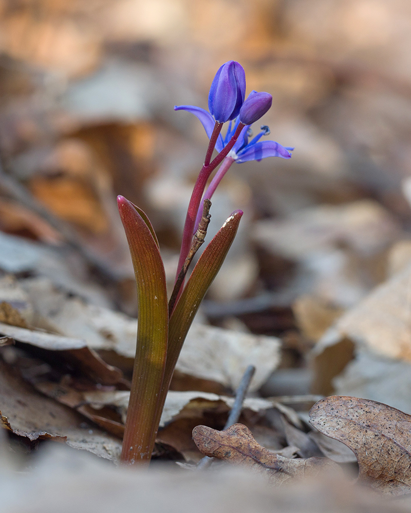 Изображение особи Scilla bifolia.