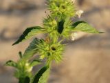 Galeopsis bifida