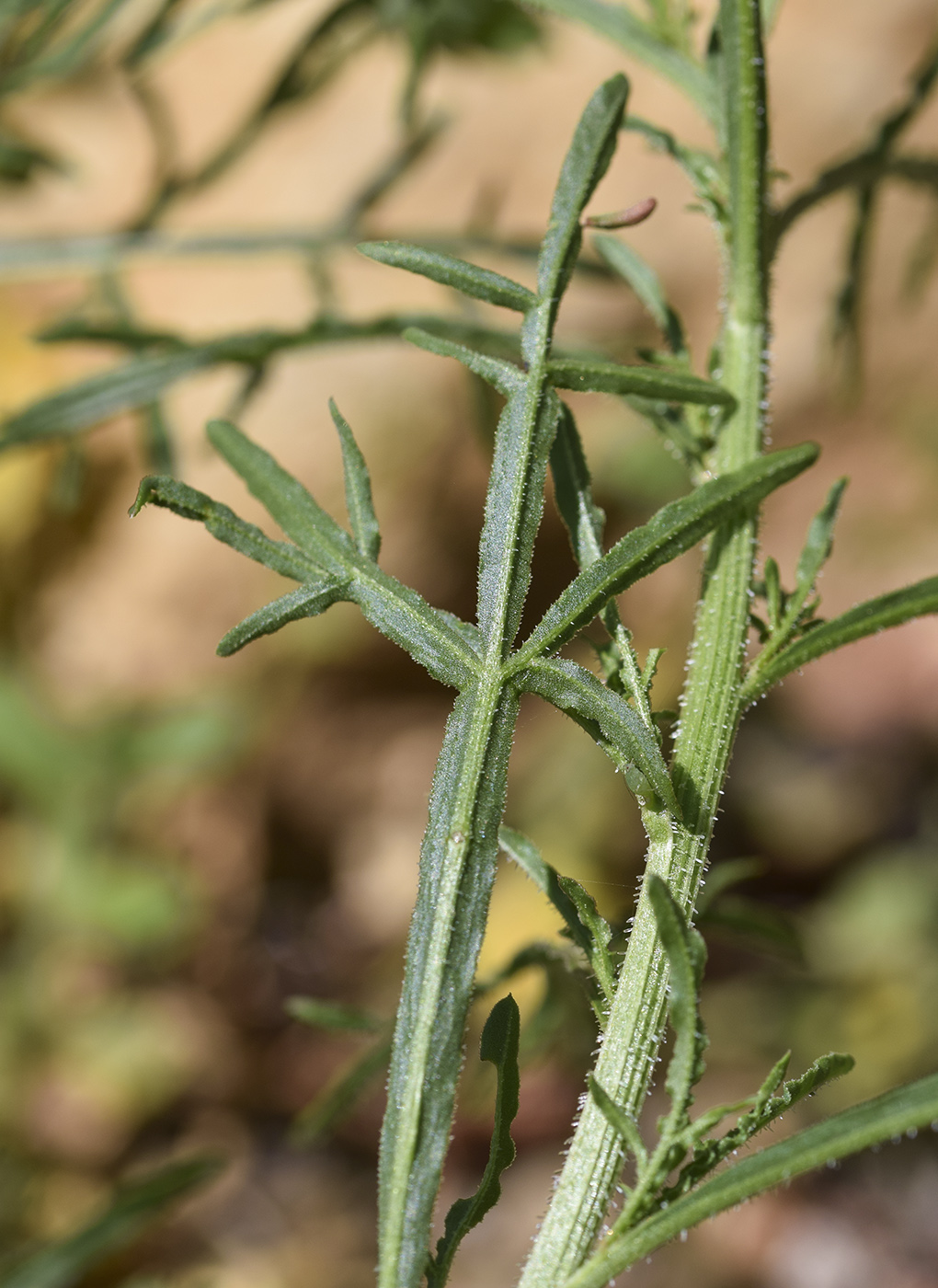 Image of Reseda lutea specimen.