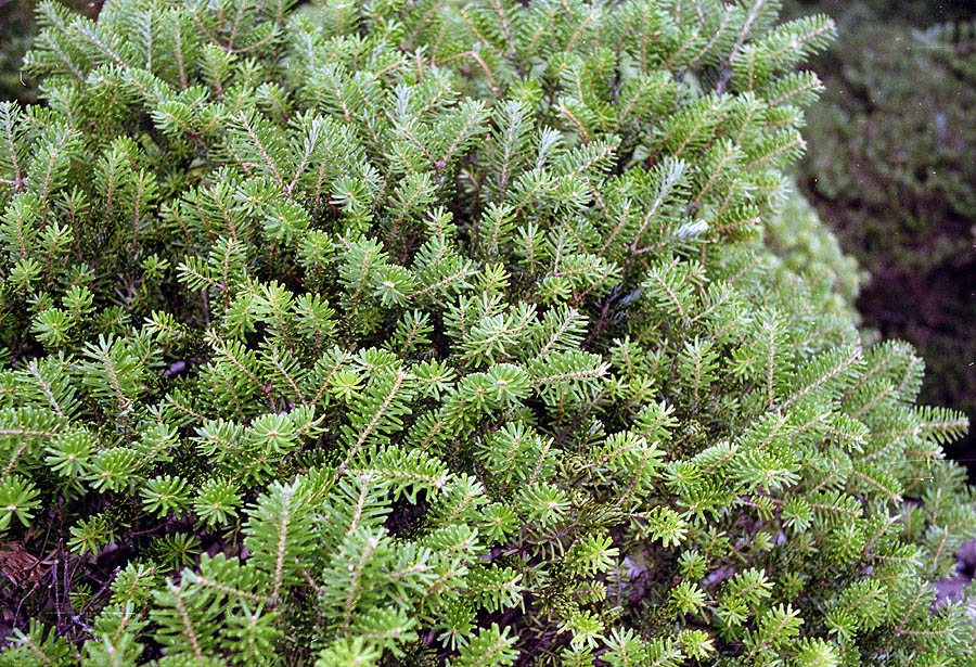 Image of Abies koreana specimen.