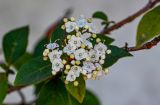 View full-size image Viburnum tinus