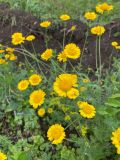 Смотреть изображение Anthemis tinctoria