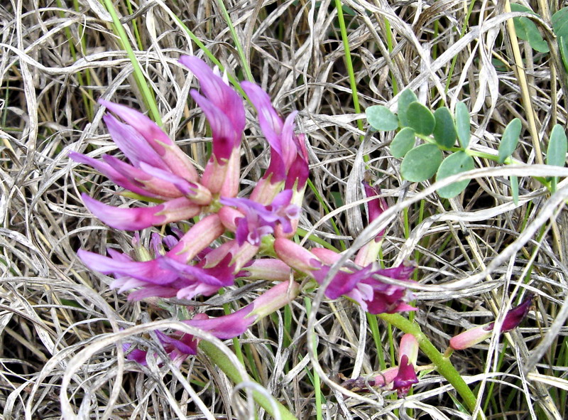 Image of Astragalus monspessulanus specimen.