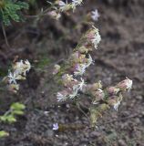 View full-size image Silene spergulifolia