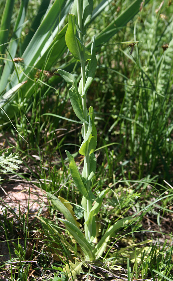 Image of Turritis glabra specimen.