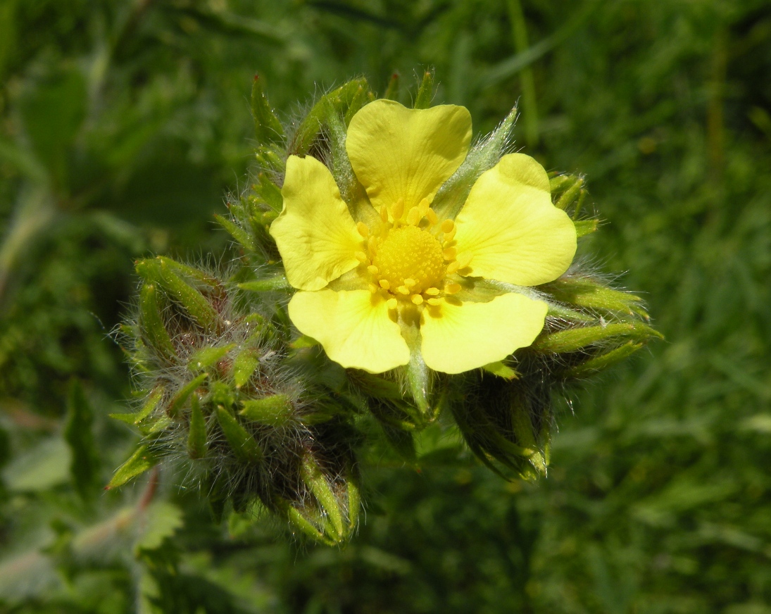 Изображение особи Potentilla recta.