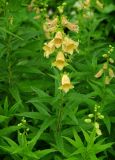 Digitalis ciliata. Цветущее растение. Москва, БС МГУ, в культуре с Кавказа. 24.06.2011.