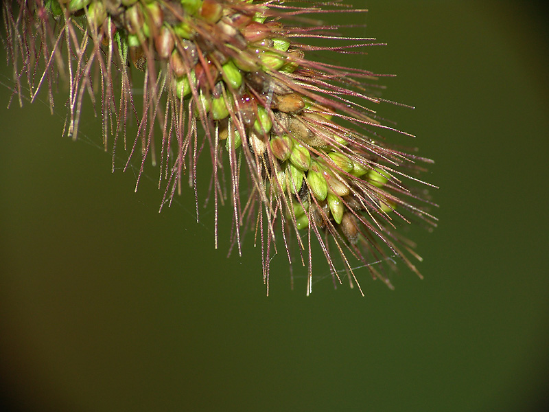 Изображение особи Setaria viridis.