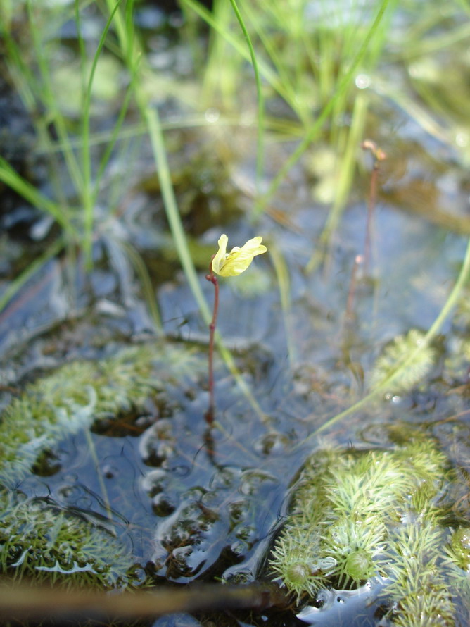 Изображение особи Utricularia minor.