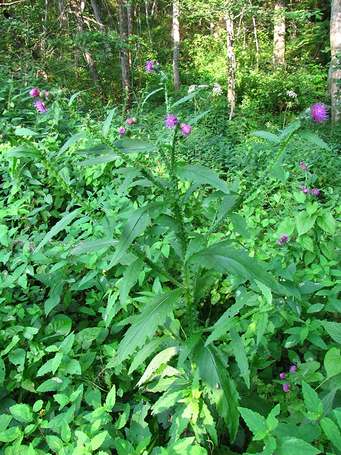 Изображение особи Carduus crispus.