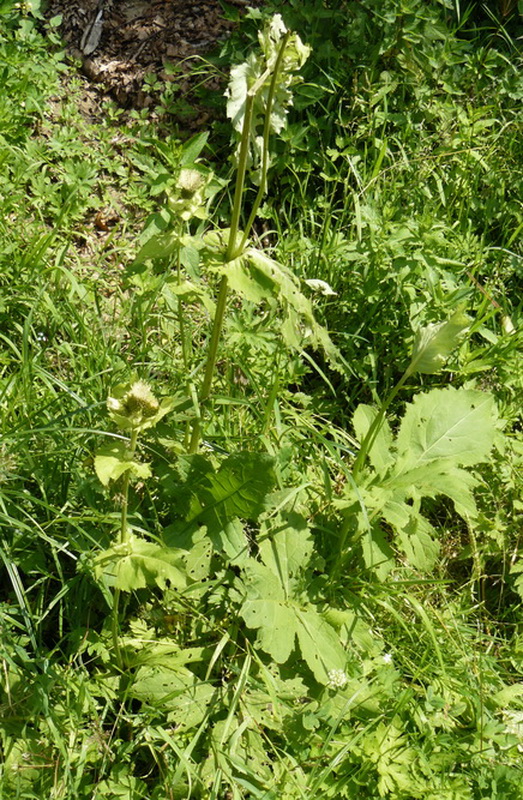 Изображение особи Cirsium oleraceum.