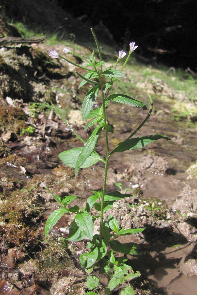 Image of Epilobium consimile specimen.