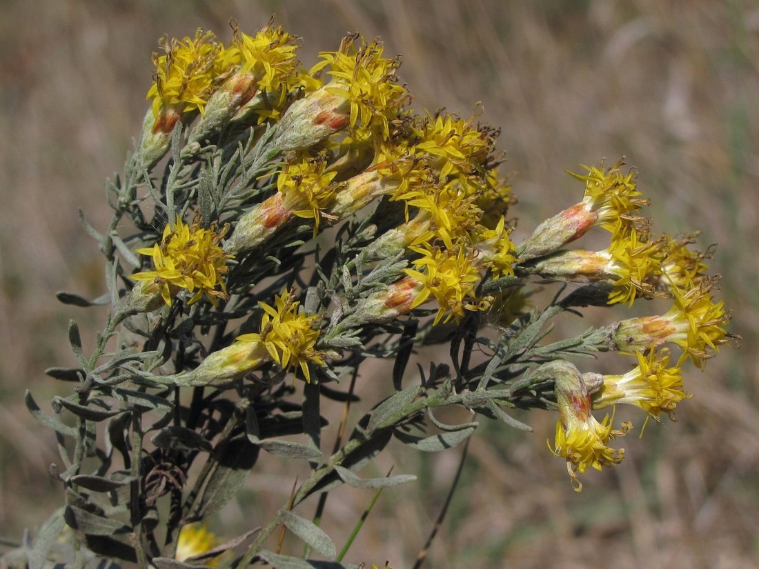 Image of Galatella villosa specimen.