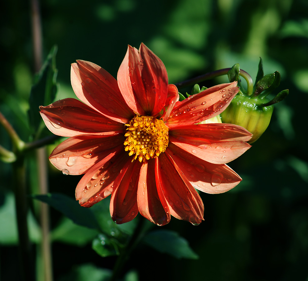 Изображение особи Dahlia pinnata.