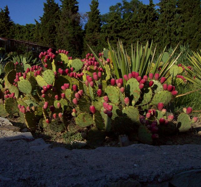 Изображение особи Opuntia discata.