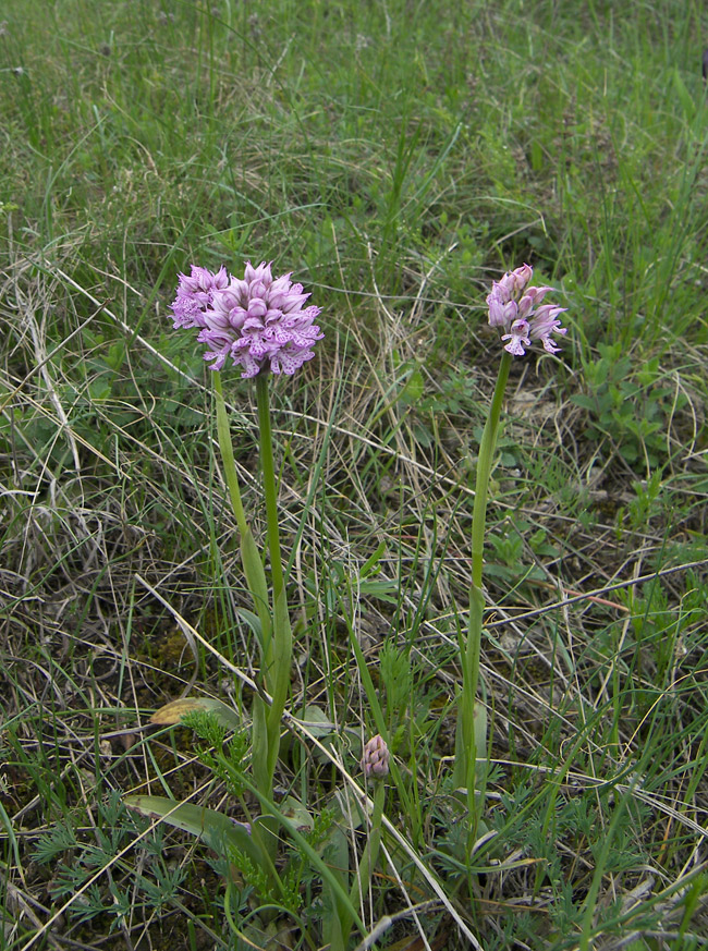 Image of Neotinea tridentata specimen.