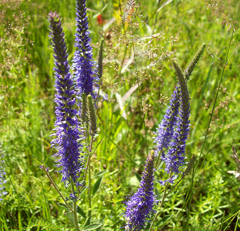 Image of Veronica longifolia specimen.