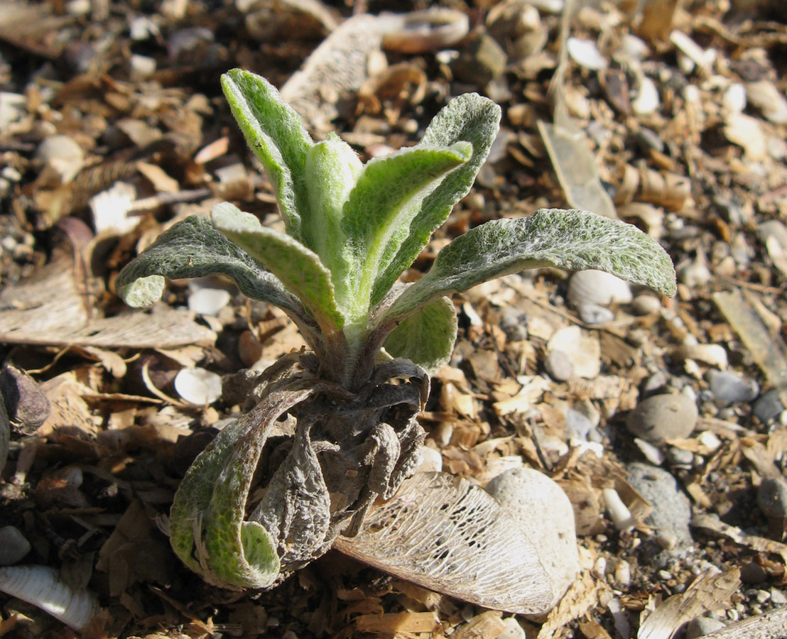 Image of Sideritis taurica specimen.