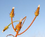 Crepis aculeata. Верхушка плодоносящего растения. Израиль, Шарон, г. Герцлия, травостой на песчаной почве. 25.04.2012.