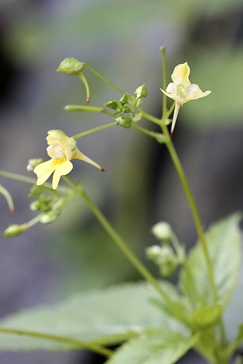 Изображение особи Impatiens parviflora.