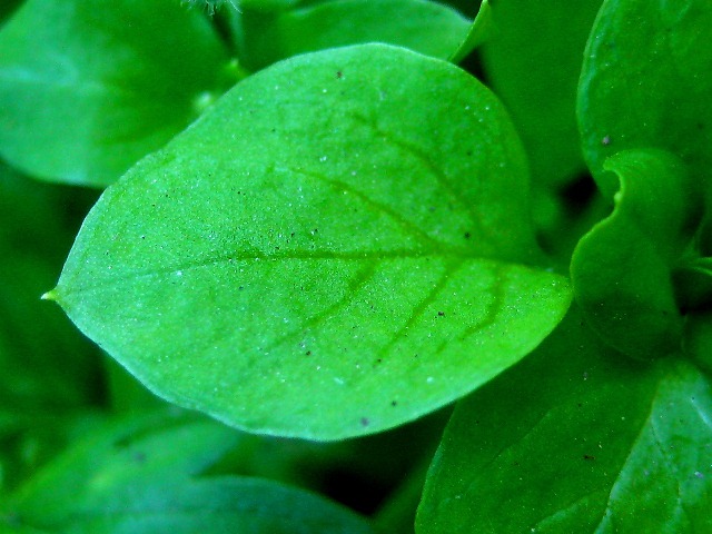 Image of Stellaria media specimen.