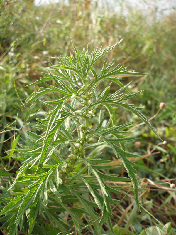 Image of Lycopus exaltatus specimen.