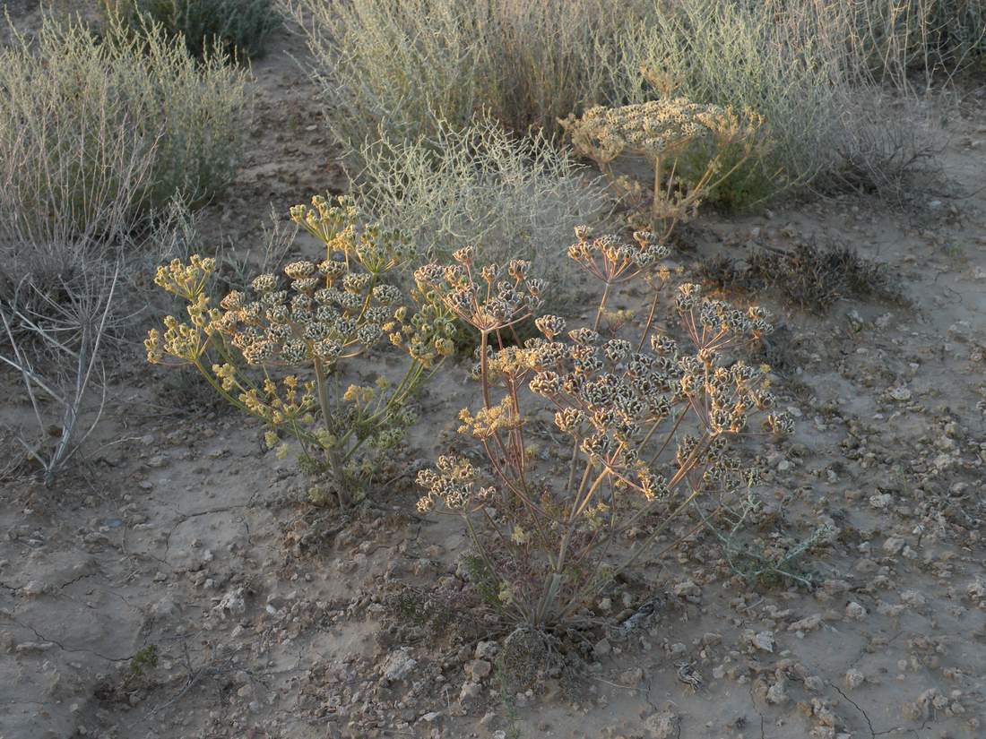 Image of Zosima absinthifolia specimen.