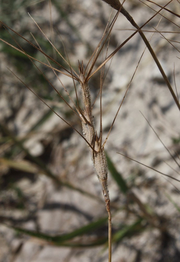 Image of Aegilops biuncialis specimen.