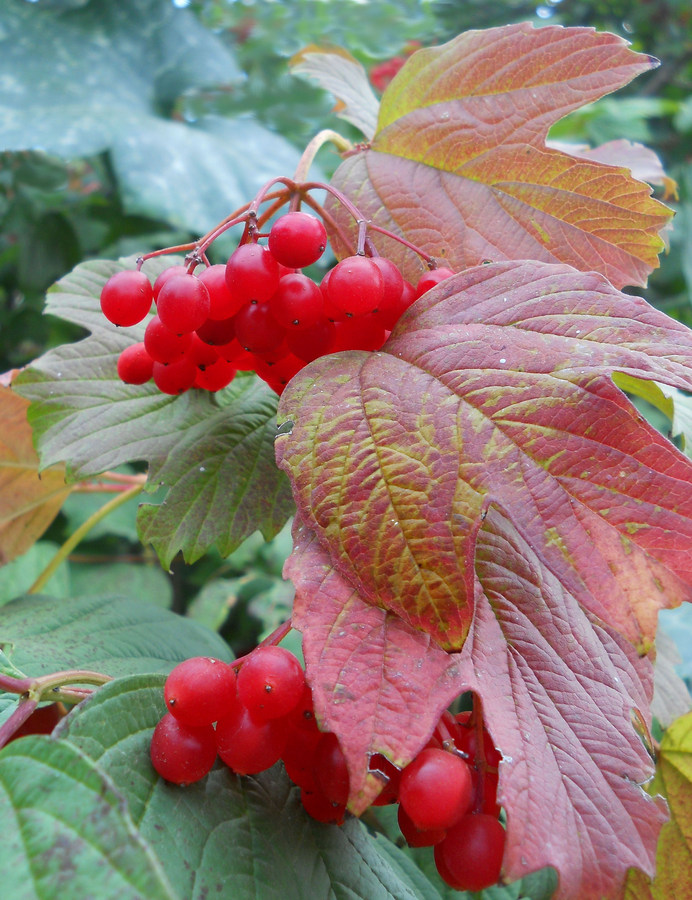 Изображение особи Viburnum opulus.