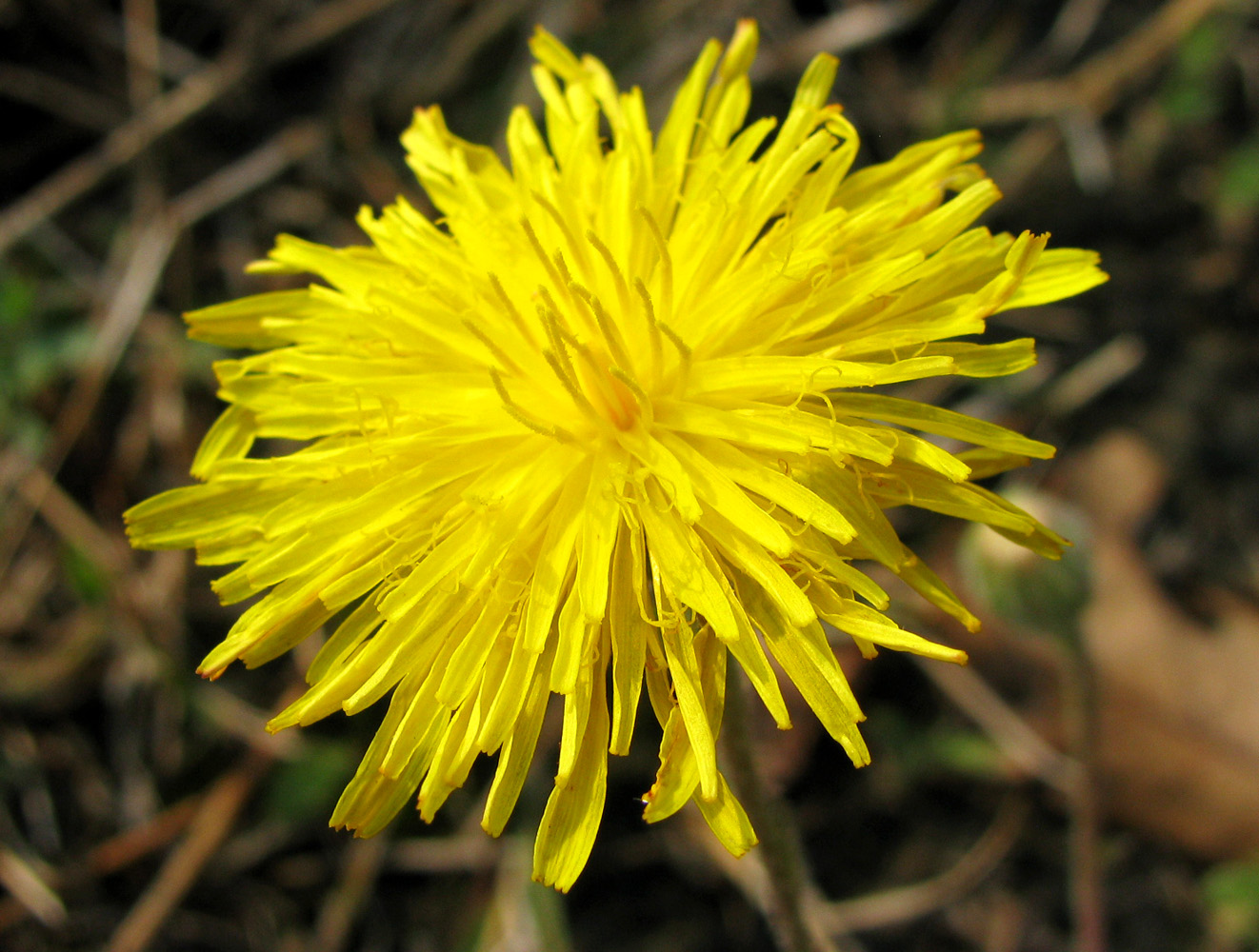 Image of Crepis rhoeadifolia specimen.