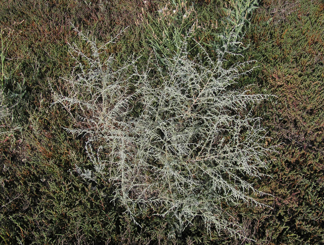 Image of Artemisia nitrosa specimen.