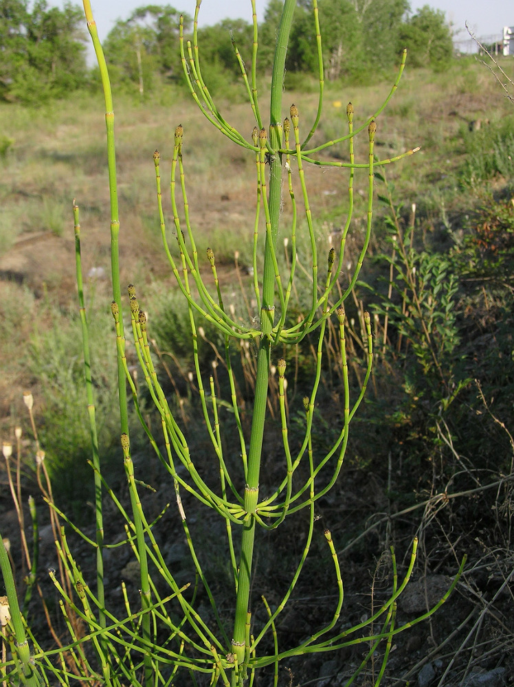 Image of Equisetum ramosissimum specimen.