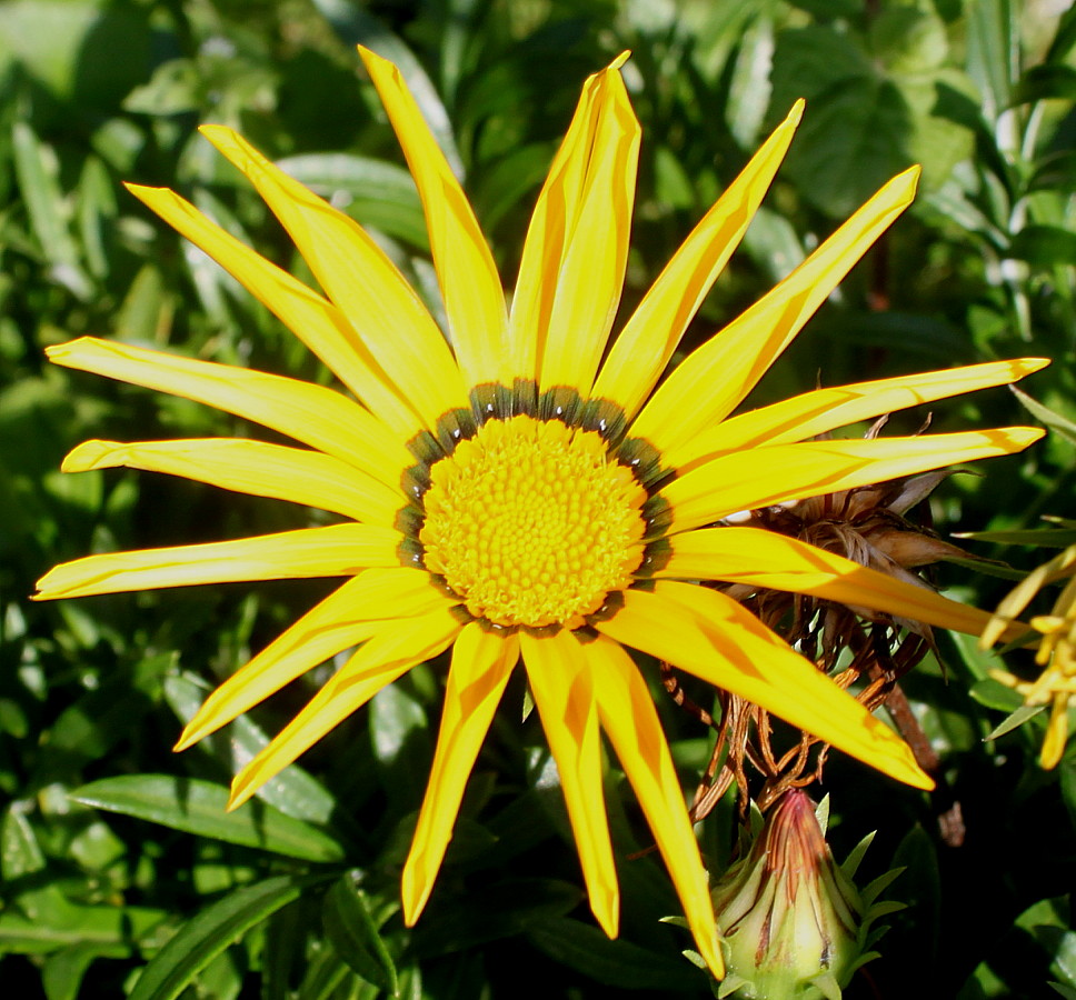 Image of genus Gazania specimen.