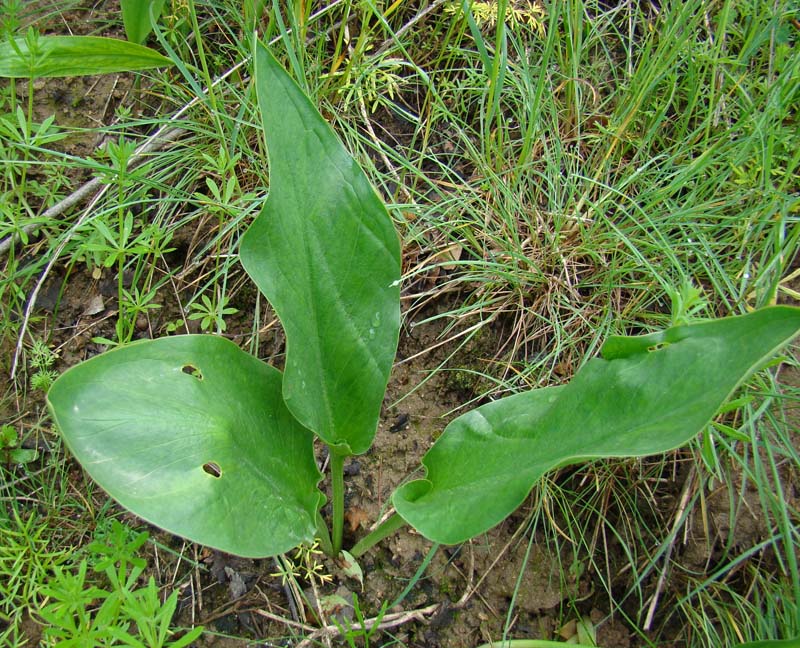 Image of Eminium lehmannii specimen.