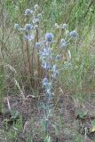 View full-size image Eryngium planum