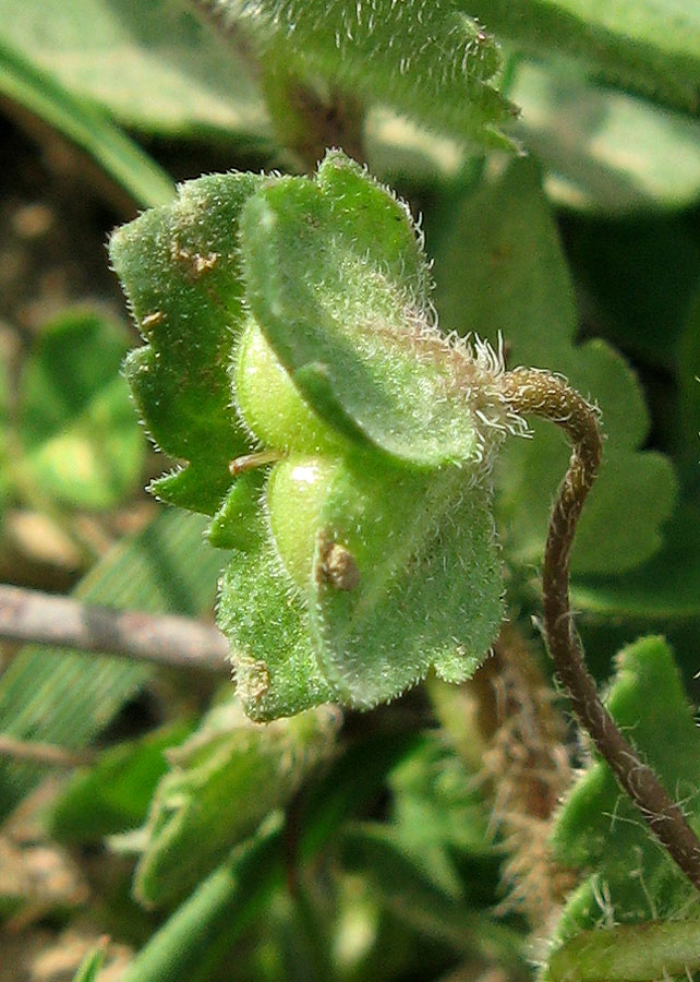 Image of Veronica polita specimen.