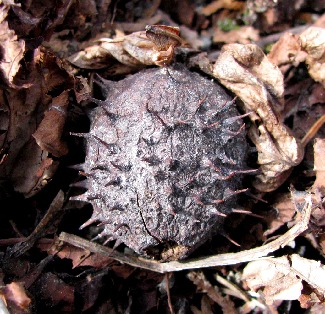 Image of Aesculus hippocastanum specimen.