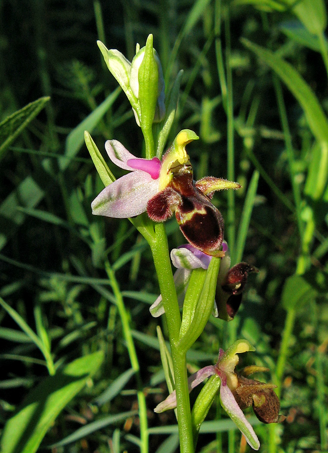 Изображение особи Ophrys oestrifera.