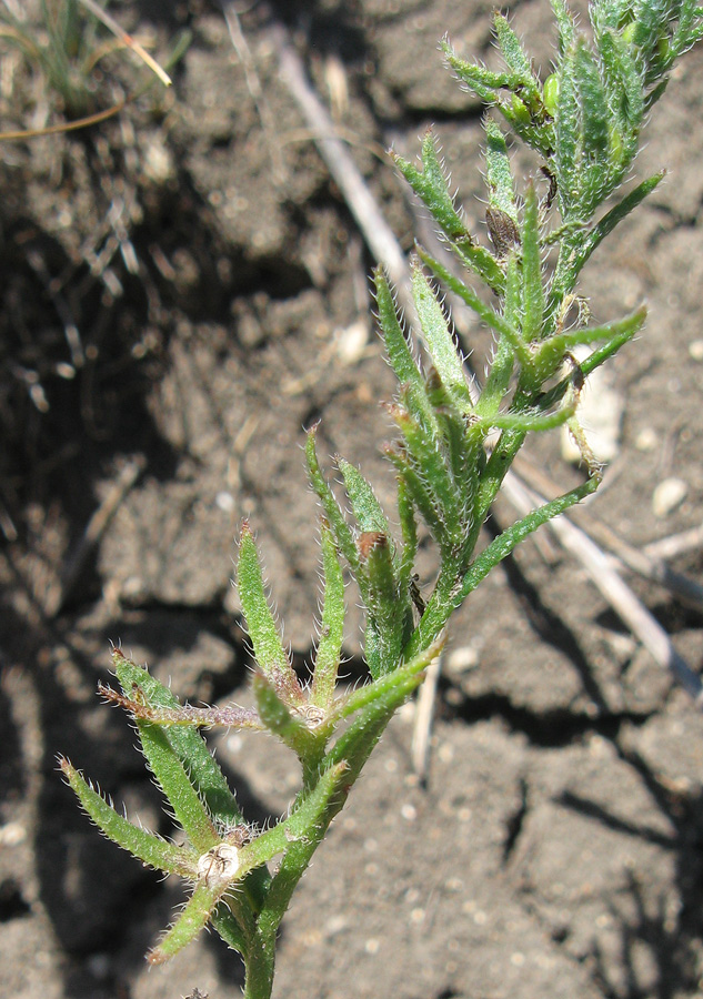 Image of Lycopsis orientalis specimen.