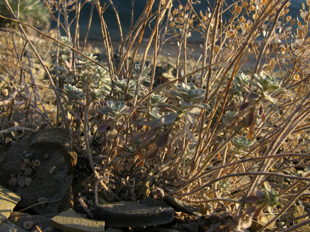 Image of Odontarrhena obtusifolia specimen.