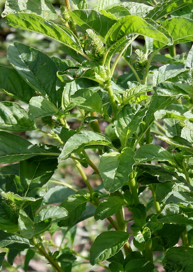 Изображение особи Amaranthus powellii.