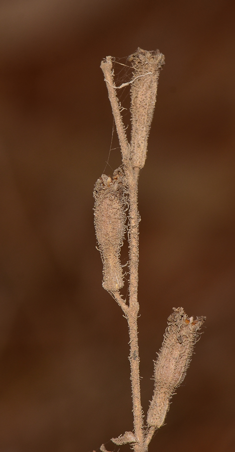 Image of Silene palaestina specimen.