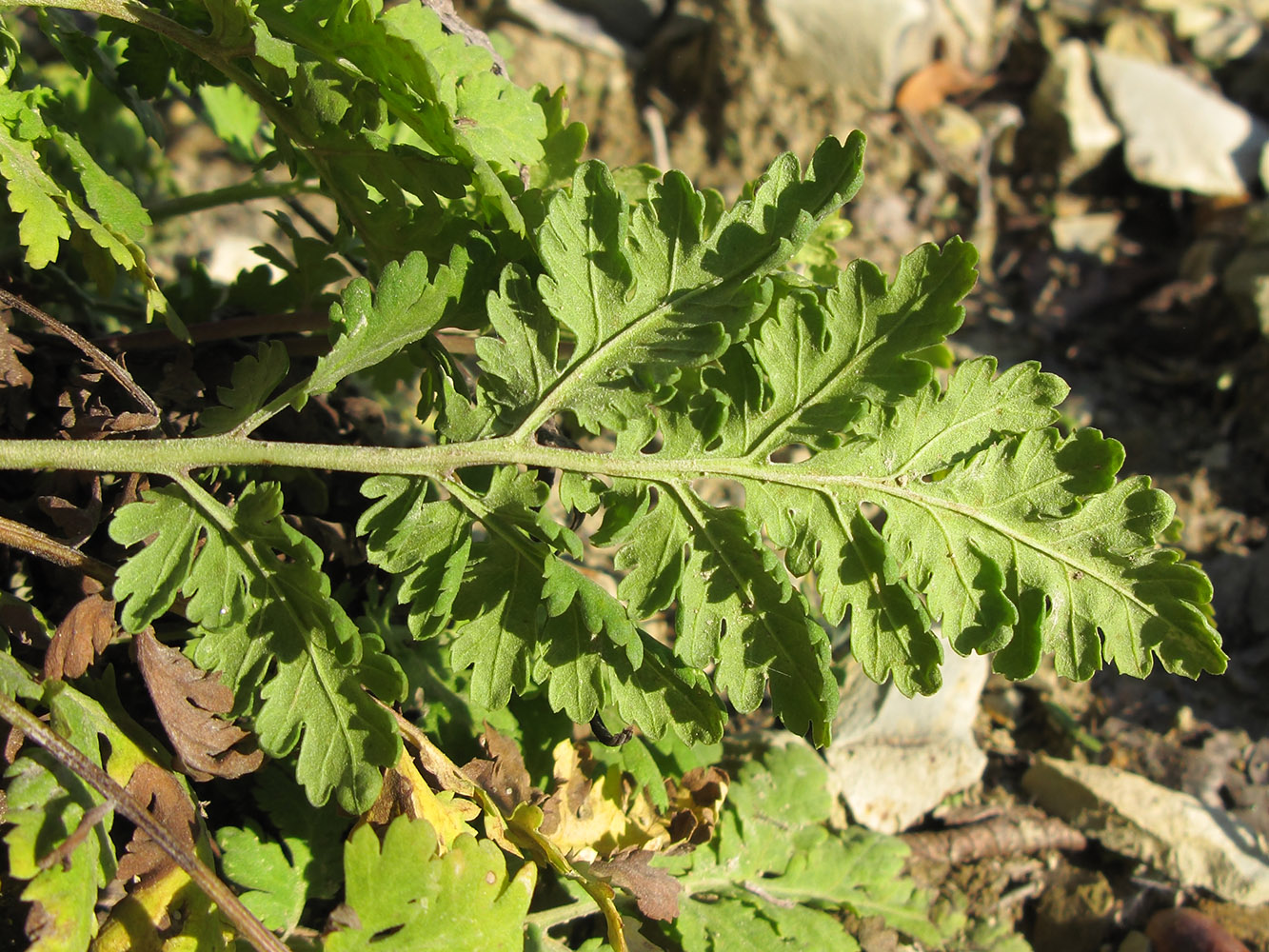 Изображение особи Pyrethrum parthenifolium.