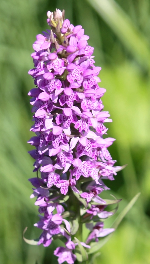 Image of Dactylorhiza baltica specimen.