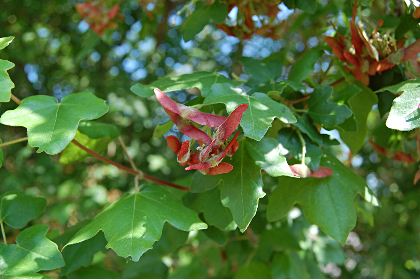 Image of Acer campestre specimen.