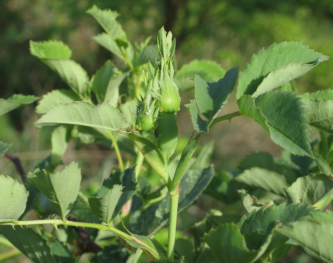 Image of genus Rosa specimen.